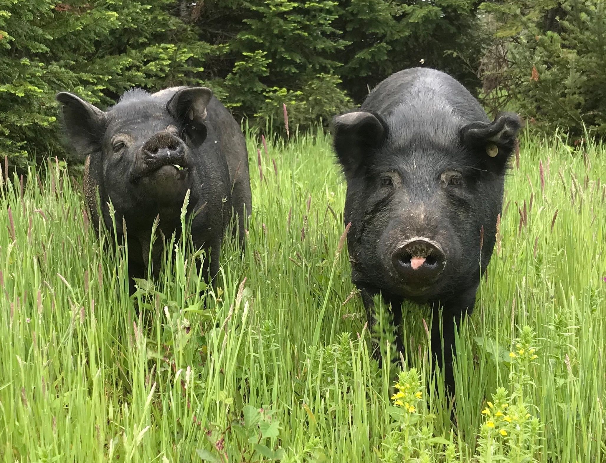 Green Acres Farm Sanctuary